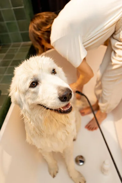 Lindo Perro Blanco Toma Una Ducha Bañera Vista Desde Arriba —  Fotos de Stock
