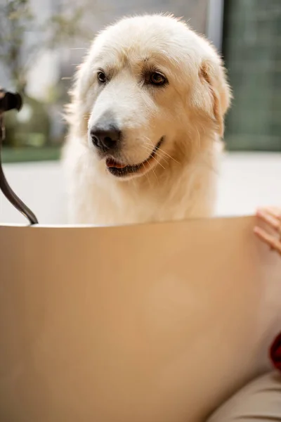 洗浄中に浴槽で幸せな犬 マレマノアブルッツェス犬の品種 — ストック写真