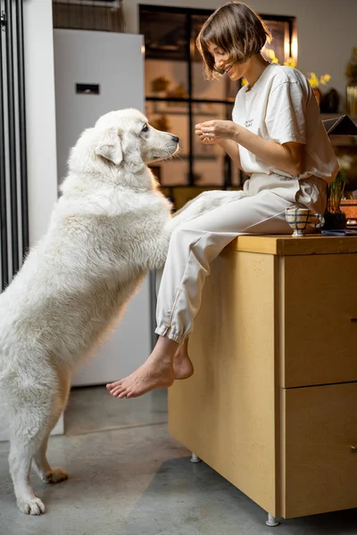 Young Woman Plays Her Huge White Dog Spending Leisure Time — Foto Stock