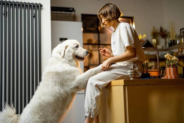 Young Woman Plays Her Huge White Dog Spending Leisure Time — Stockfoto