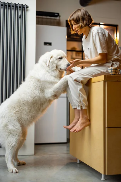 Young Woman Plays Her Huge White Dog Spending Leisure Time — Photo