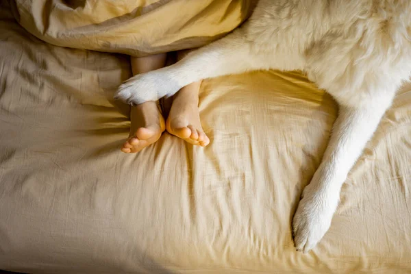 다리를 침대에 개들은 위에서 바라본다 동물의 — 스톡 사진