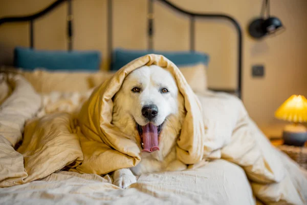 Portrait Cute White Dog Lying Bed Covered Blanket Cozy Bedroom — 스톡 사진