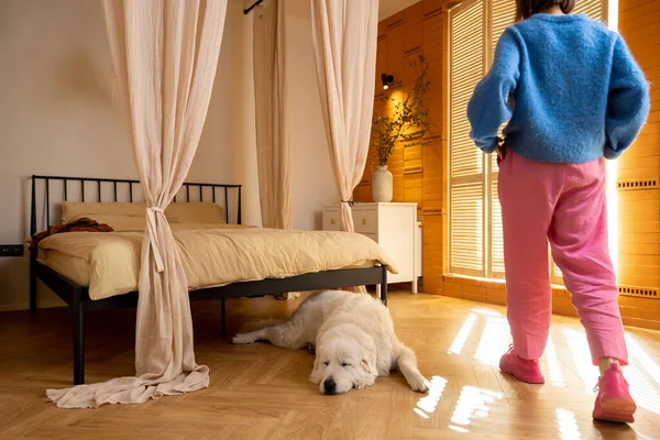 舒适和阳光充足的卧室内部与狗睡觉和人走过 Maremma狗品种 家庭舒适的概念 — 图库照片