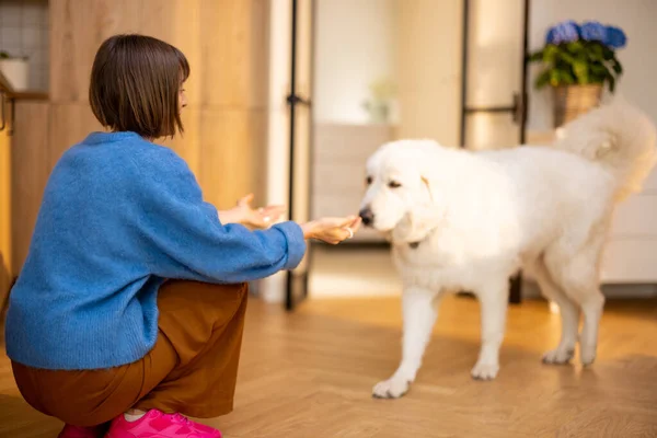 Ung Kvinna Bryr Sig Sin Stora Vita Hund Kul Tillsammans — Stockfoto