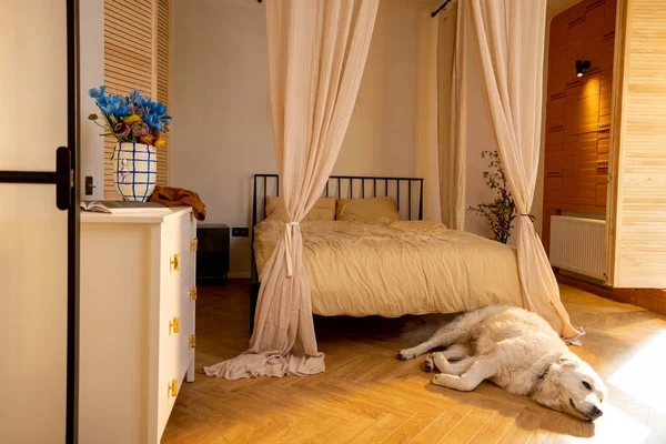 Gemütliche Und Sonnige Schlafzimmereinrichtung Mit Hund Der Auf Dem Boden — Stockfoto