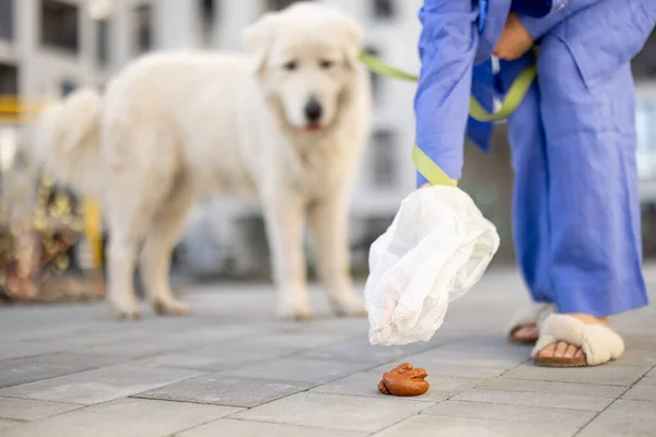 Mujer Limpia Después Perro Teniendo Caca Bolsa Plástico Mientras Camina —  Fotos de Stock