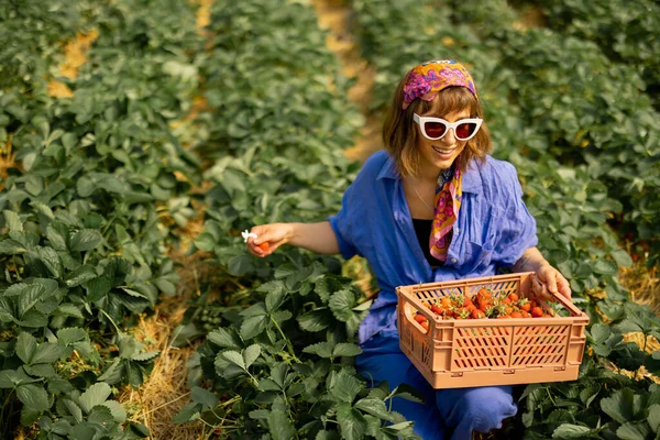 Jonge Stijlvolle Landarbeider Die Aardbeien Verzamelt Een Mand Een Hothouse — Stockfoto