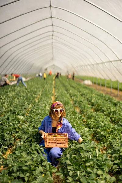 Young Stylish Farm Worker Gathering Strawberry Basket Hothouse Farmland Organic — Stock Photo, Image