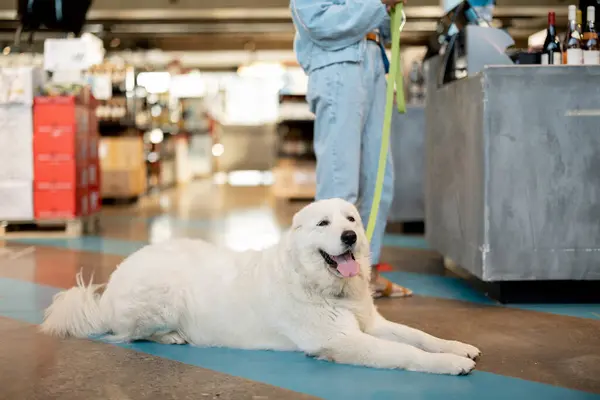 Cute white dog lying on a floor, at supermarket waiting for her owner buying some food. Concept of visiting public places with pets