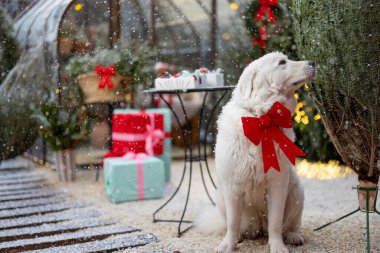 Geyik boynuzları ve yayıyla sevimli beyaz köpek kış tatili için güzel dekore edilmiş arka bahçesinde oturur. Dekorasyon ve yeni yıl tatili kavramı