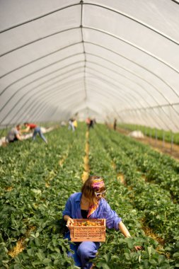 Genç, şık bir çiftlik işçisi çiftlik arazisindeki bir sepetin içinde çilek topluyor. Organik yerel böğürtlen yetiştirme ve tarım kavramı