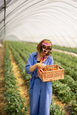 Çiftlik arazisinden taze toplanmış çileklerin tadını çıkaran genç bir kadın. Böğürtlen yetiştirme organik ve yerel kavramı