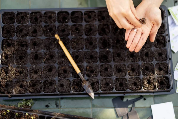 Gardener Sowing Seeds Seedling Trays While Sitting Table Outdoors Close — Stock Photo, Image