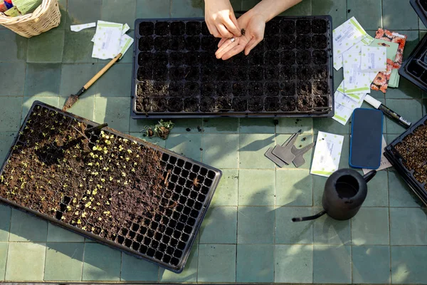 庭師は種子を種子トレイに播種し 屋外のテーブルで座っている間 上からのクローズアップビュー — ストック写真