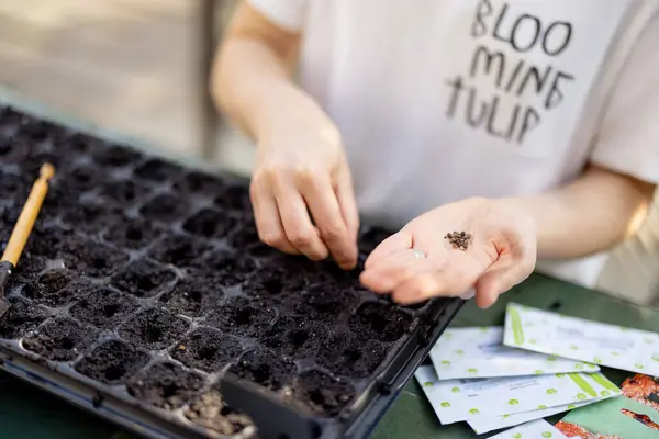 Gardener Sowing Seeds Seedling Trays While Sitting Table Outdoors Close Royalty Free Stock Images