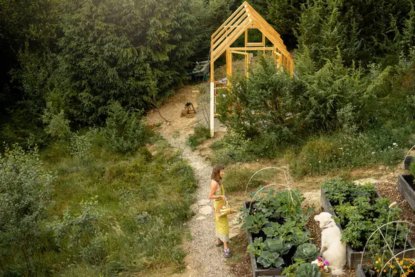 stock image An aerial view of an eco-friendly garden in the mountains, where a woman is harvesting vegetables with her dog. The garden features raised beds filled with homegrown produce.