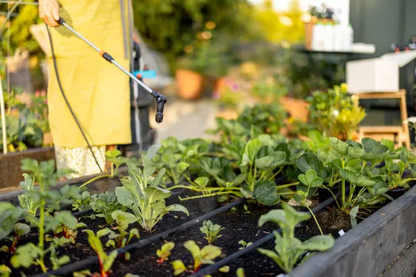 stock image A woman in a green apron sprays plants in a raised garden bed with organic pesticide or biofertilizer. Focus on home growing, sustainability, and natural plant protection