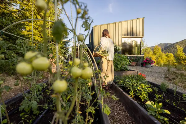 stock image A woman carries a basket of freshly harvested vegetables through her garden, with green tomatoes in the foreground and a modern cabin in the background