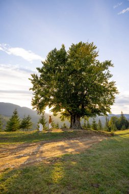 Gün batımında büyük bir ağacın altında duran bir insan ve bir köpek, dağların ve tepelerin ortasında huzurlu bir manzara yaratıyor. Güneş ışığı dalların arasından süzülür, sıcak bir parıltı yayar.