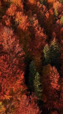 Sıcak sonbahar yapraklarıyla kaplanmış sık bir ormanı gösteren hava videosu. Sis yavaşça ağaçların tepesine yerleşerek dingin ve mistik bir atmosfer yaratıyor.