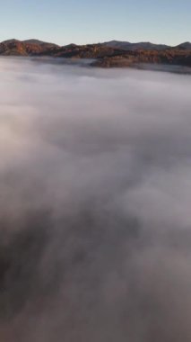 Hava aracı, yoğun sabah sisinin içinden yükselen, tek başına, canlı bir sonbahar zirvesi yakalıyor. Sis ve düşen yaprakların kontrastını gösteriyor.