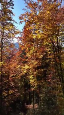 İHA videosu, açık gökyüzünün altında turuncu, kırmızı ve sarı renkli ağaçların parladığı renkli sonbahar örtüsünü yakalıyor. Sonbahar yapraklarının nefes kesici hava manzarası