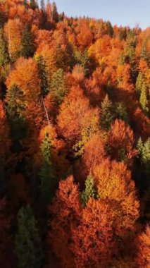 Sıcak sonbahar yapraklarıyla kaplanmış sık bir ormanı gösteren hava videosu. Sis yavaşça ağaçların tepesine yerleşerek dingin ve mistik bir atmosfer yaratıyor.