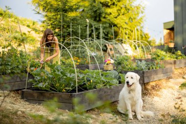 Yeşil önlüklü bir kadın çevre dostu bahçesinde sebze topluyor ve köpeği yanında oturuyor. Sürdürülebilir yaşam, ev yapımı ürün kavramı ve doğayla bağ kurmanın keyfi