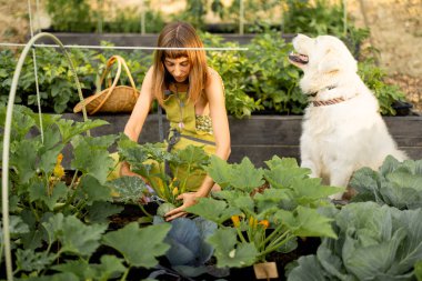 Gülümseyen kadın, köpeğiyle birlikte çevre dostu bir bahçede otururken yeni hasat edilmiş bir kabağı tutuyor. Sürdürülebilir yaşam, ev yapımı ürünler ve organik bahçecilik zevki kavramı