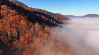 Sonbahar Karpat Dağları 'nın sabah sisiyle gizlenmiş hava aracı görüntüsü. Canlı turuncu ve kırmızı yapraklar, ruhani sisle çelişiyor ve dingin bir manzara yaratıyor.
