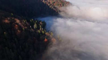 Sonbahar Karpat Dağları 'nın sabah sisiyle gizlenmiş hava aracı görüntüsü. Canlı turuncu ve kırmızı yapraklar, ruhani sisle çelişiyor ve dingin bir manzara yaratıyor.