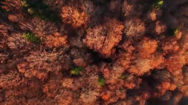 Karpat Dağları 'ndaki yoğun bir sonbahar ormanının havadan görünüşü. Ağaç tepeleri, yeşil benekli sıcak turuncu ve kahverengi renkli bir karışım sergiliyor. İnsansız hava aracı tarafından yakalandı.