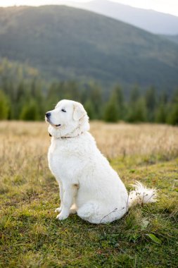 Karpat Dağları 'nın yamacında oturan İtalyan çoban köpeği Marema' nın profil portresi. Beyaz kürkü, doğal manzaranın arka planında göze çarpar.