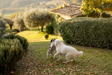 Two dogs joyfully playing on a grassy lawn in a serene countryside setting surrounded by lush greenery and rustic charm. A heartwarming scene of companionship and rural life clipart