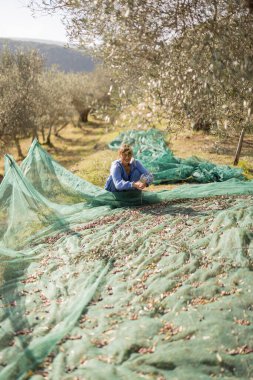Yeşil bir zeytin koruluğunda ağları toplayan, yeni toplanmış zeytinleri ayıran bir kadın. Geleneksel ve sürdürülebilir tarım uygulamalarının sakin bir tasviri