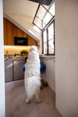 Bir kadın güneşli bir İtalyan mutfağında büyük beyaz köpeğiyle huzurlu bir kahvaltı anını paylaşıyor. Evcil hayvan ürünleri markaları, ev yaşam tarzı veya mutfak tasarımı içeriği için harika