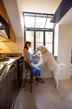 Bir kadın güneşli bir İtalyan mutfağında büyük beyaz köpeğiyle huzurlu bir kahvaltı anını paylaşıyor. Evcil hayvan ürünleri markaları, ev yaşam tarzı veya mutfak tasarımı içeriği için harika