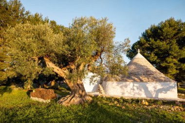 Konik taş çatılı geleneksel bir trullo Puglia kırsalında sessizce durur. Bu resim, seyahat tasarımı veya kültürel içerik için ideal kalıtım mimarisi ve kırsal basitliği yansıtır.