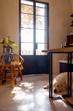 Sıcak ışık ve uyuyan bir köpekle dolu huzurlu bir oda. Yavaş yaşam, iç tasarım, konforlu inzivaya çekilme veya Akdeniz yaşam tarzı markalaşması kavramları için mükemmel.