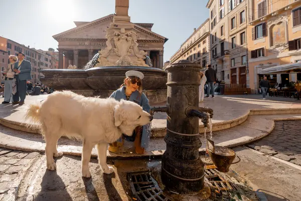 Beyaz tüylü bir köpek geleneksel bir Roma çeşmesinden içerken sahibi yakınlarda gülümserken günışığı arka planında ikonik bir Panteon var.