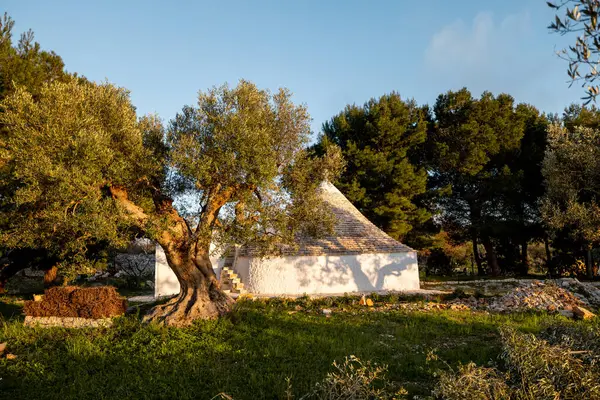 Konik taş çatılı geleneksel bir trullo Puglia kırsalında sessizce durur. Bu resim, seyahat tasarımı veya kültürel içerik için ideal kalıtım mimarisi ve kırsal basitliği yansıtır.