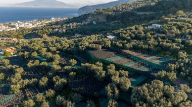 İtalya 'nın Sorrento kenti yakınlarındaki manzaralı sahil manzarası, yemyeşil tepeler, geleneksel limon bahçeleri ve derin mavi denize bakan Akdeniz villaları.