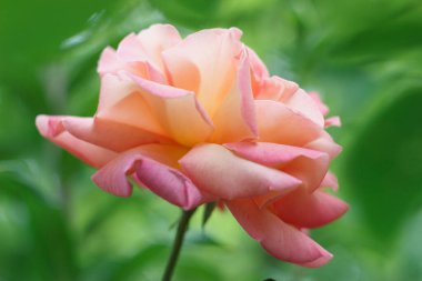 Bahçede güzel açık pembe bir gül