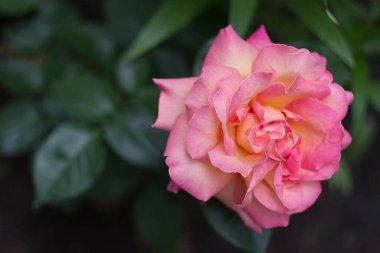 Bahçede güzel açık pembe bir gül