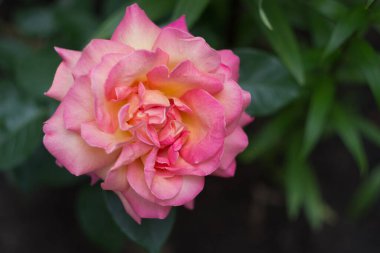 Bahçede güzel açık pembe bir gül