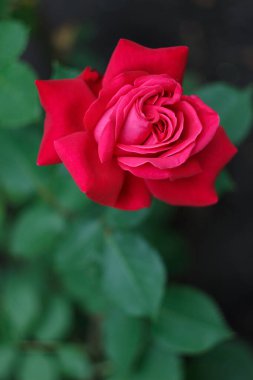 Bahçede güzel kırmızı bir gül