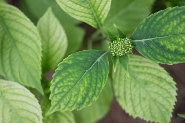 Yukarıdan tomurcuklanmış yeşil ortanca yaprakları