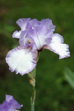 Bahçede güzel mavi