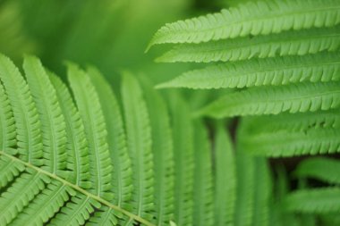 Doğada güzel eğreltiotu yaprağı dokusu